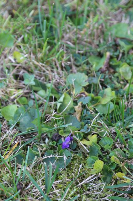 Blaue Blüten Ende November vor der St. Franziskuskirche