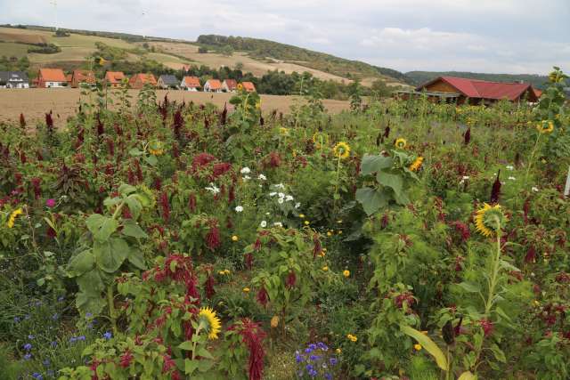 Coppengrave "blüht" auf - Blumenwiese