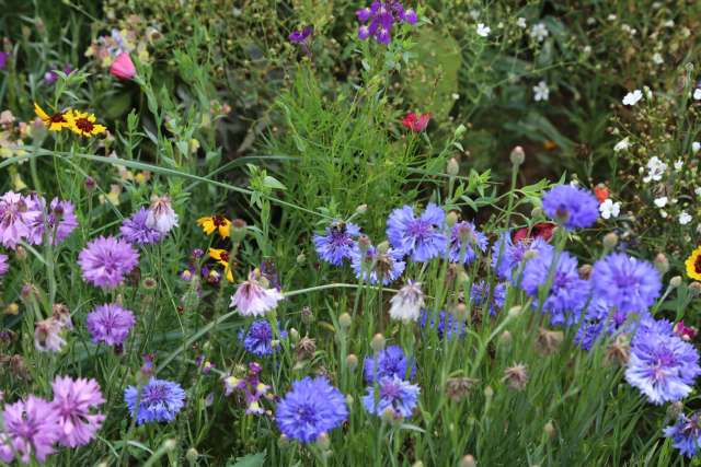 Coppengrave "blüht" auf - Blumenwiese