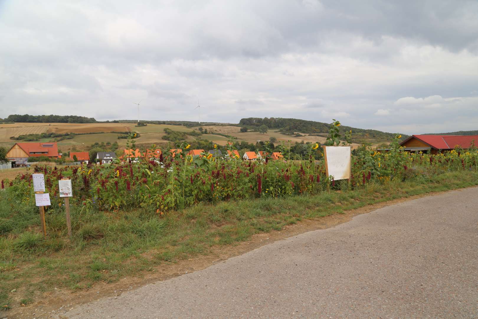 Coppengrave "blüht" auf - Blumenwiese