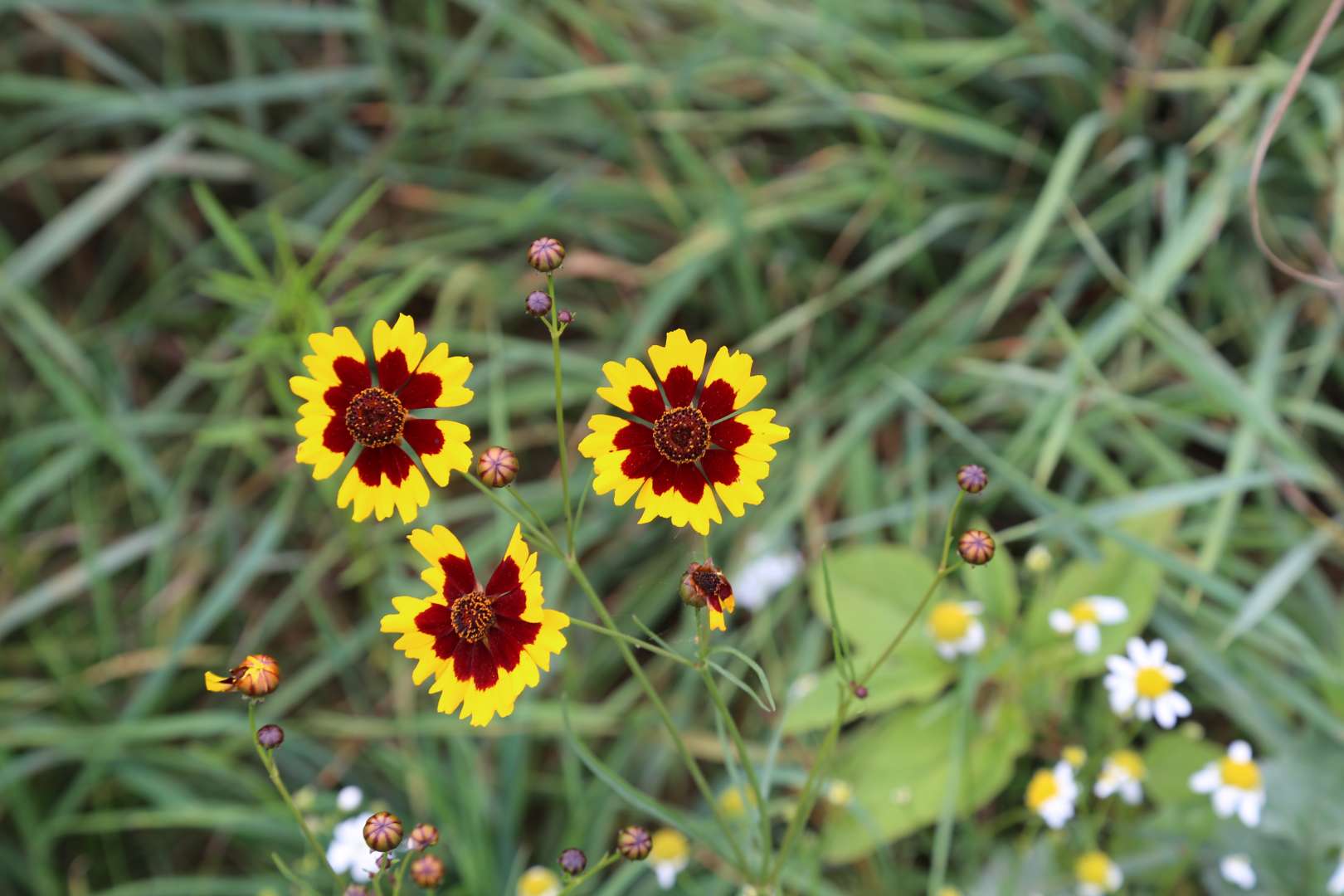 Coppengrave "blüht" auf - Blumenwiese