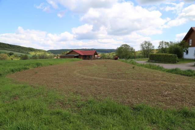 Coppengrave blüht auf: Die Blumenwiese nach drei Wochen