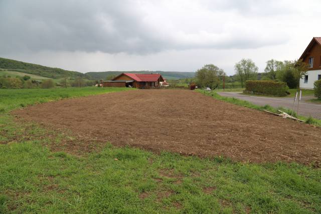 Coppengrave blüht auf: Die Blumenwiese nach sechs Wochen