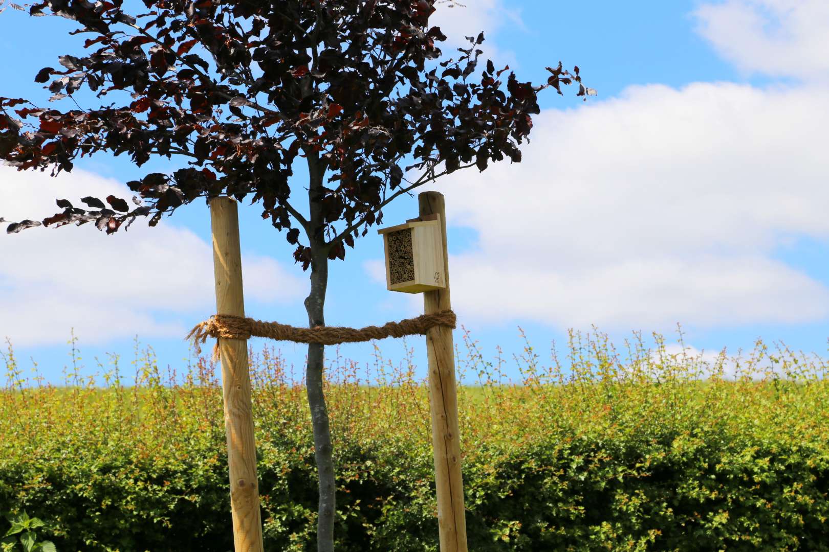 Biodiversität: Friedhof Capellenhagen